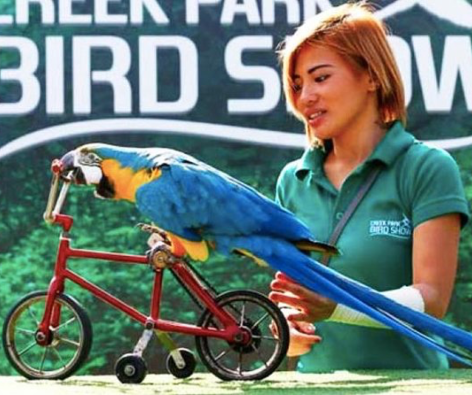 Birds show Dubai