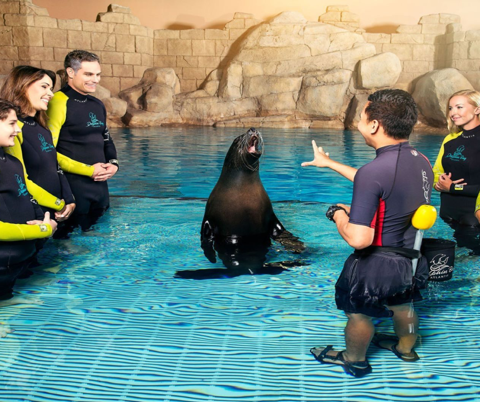 sea lion experiences