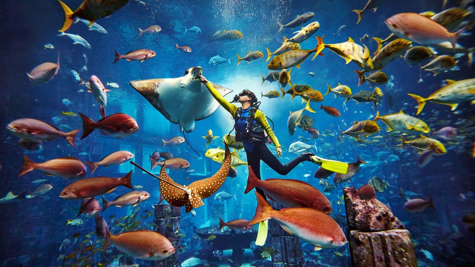 dive discovery dubai