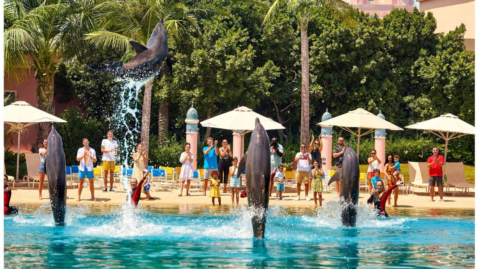 dolphin meet and greet dubai