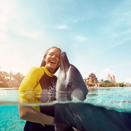 dolphin swim dubai
